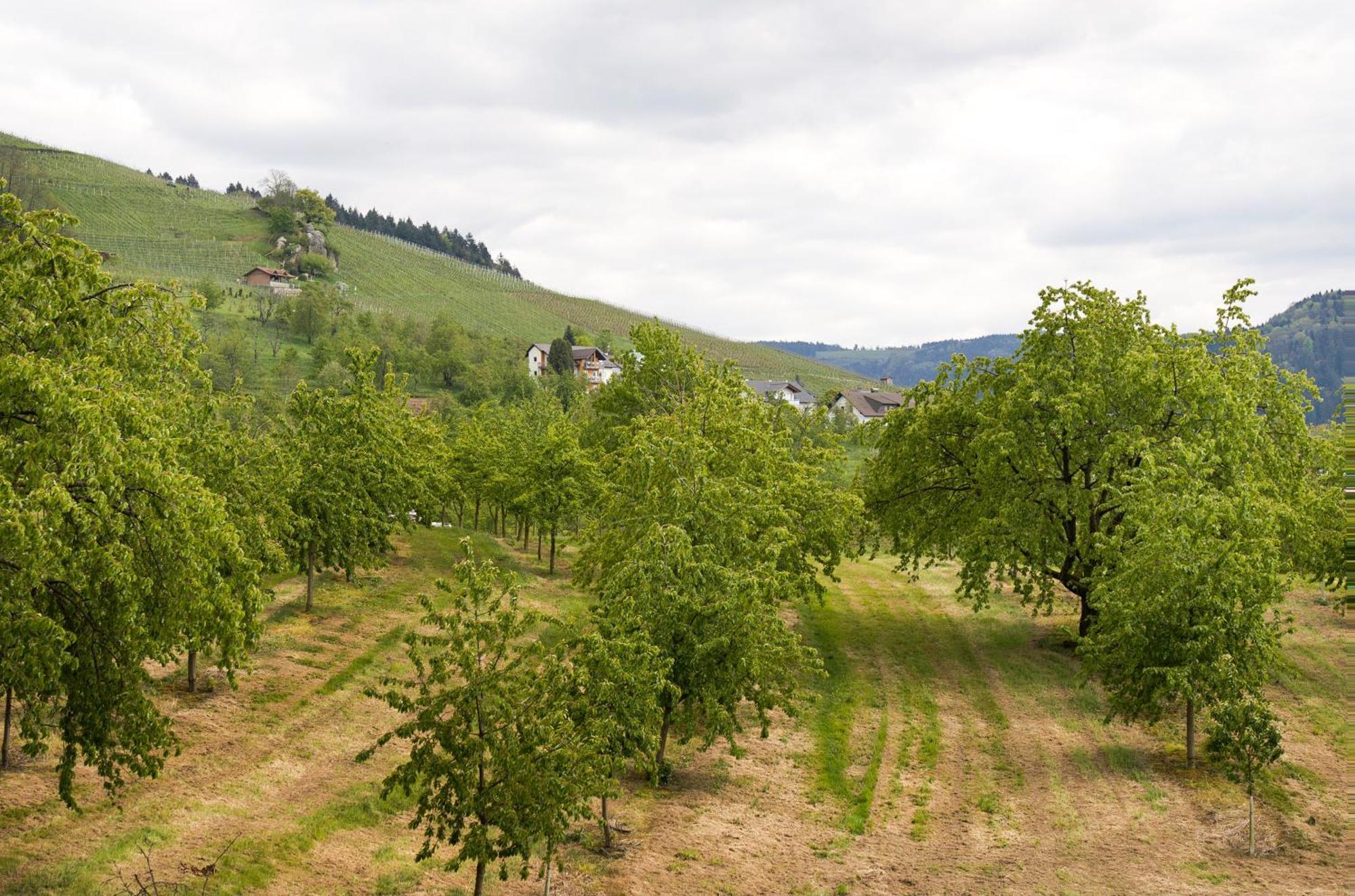 Dasensteinblick Kappelrodeck